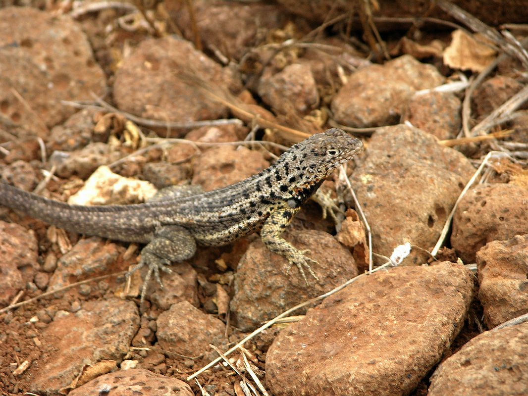 Galapagos 2-1-11 North Seymour Lava Lizard